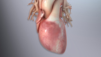 heart-learning - Scientific Animations