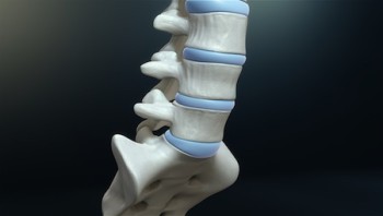 Intervertebral disc - What type of joint? - Scientific Animations