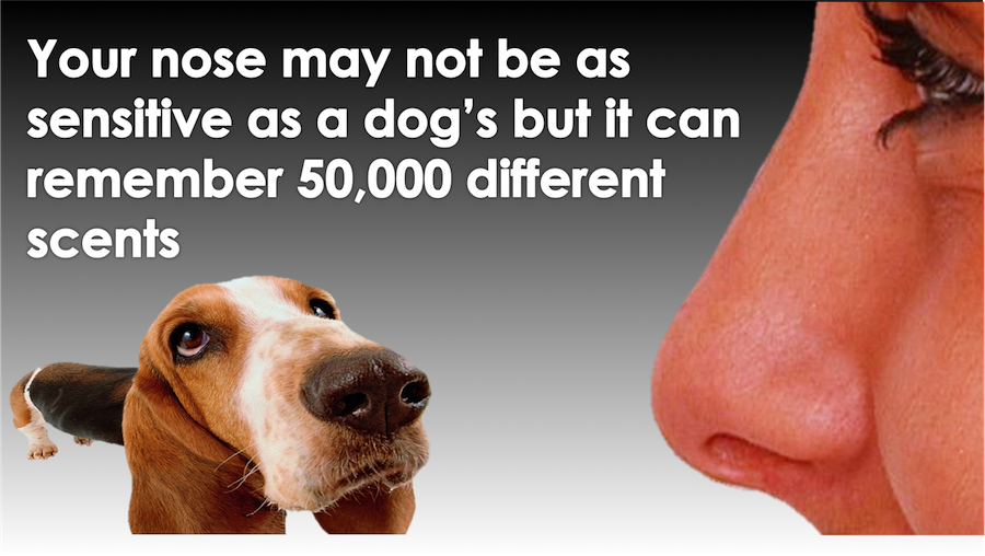 Do you have a doggie nose?