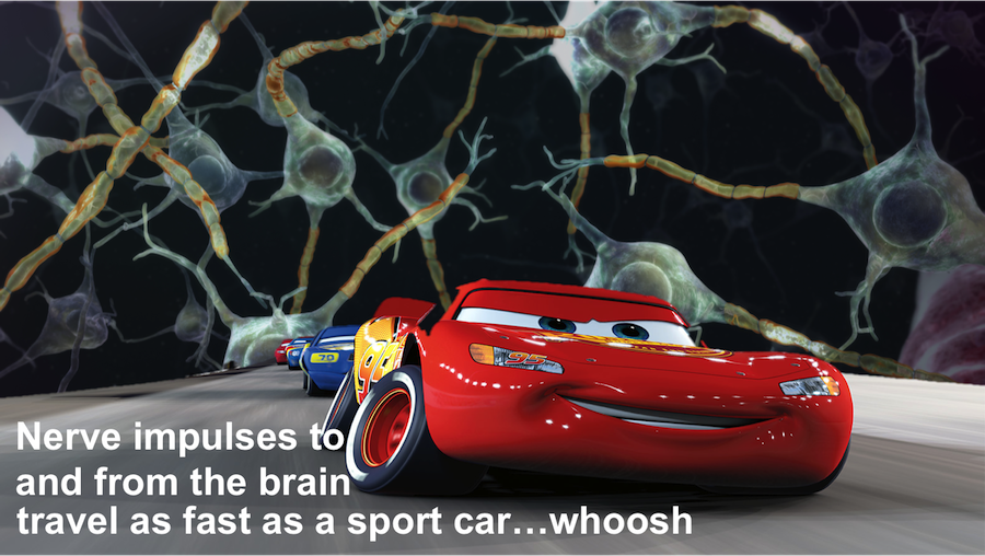 Nerve impulses to and from the brain travel as fast as sports car...whoosh whoosh