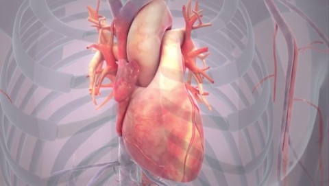 Cardiac Animation - Beating Heart - Para Image - Scientific Animations