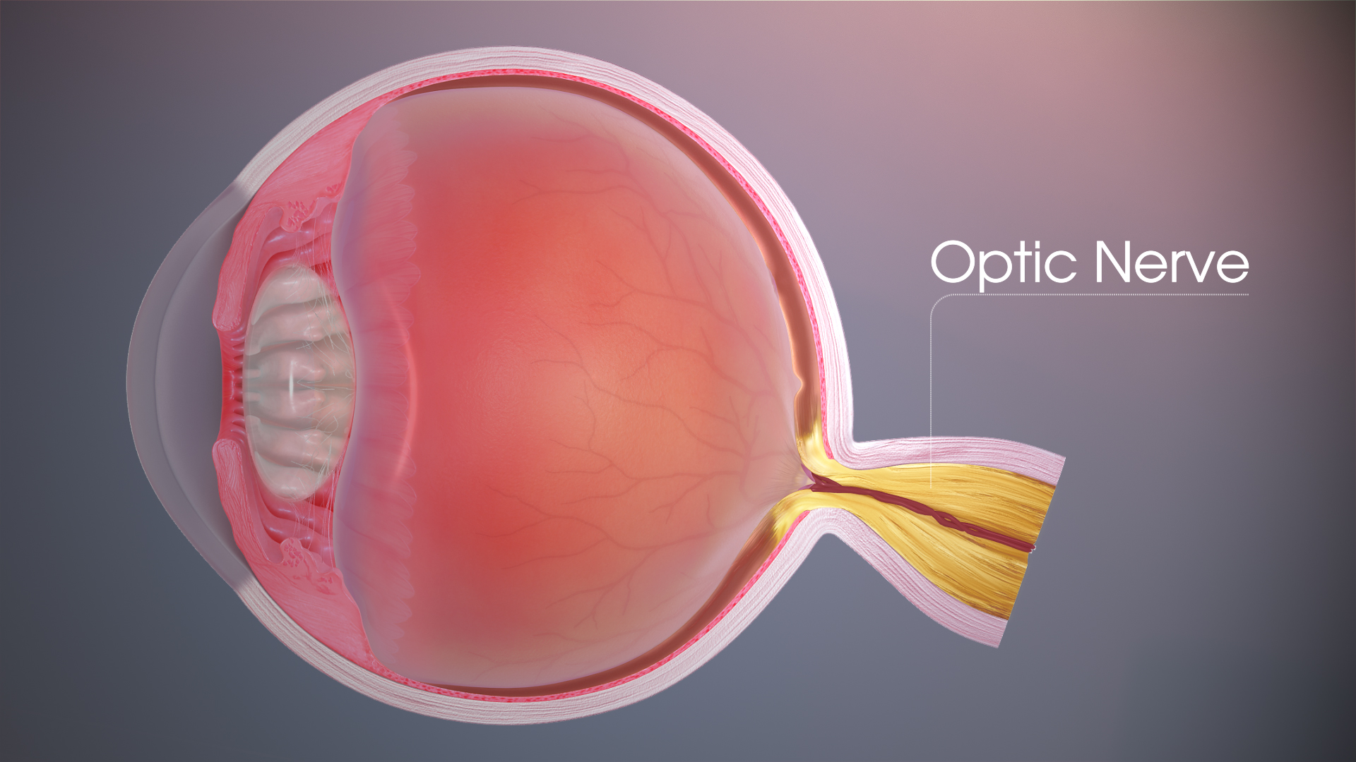 Zinc Assists Optic Nerve Regeneration Scientific Animations