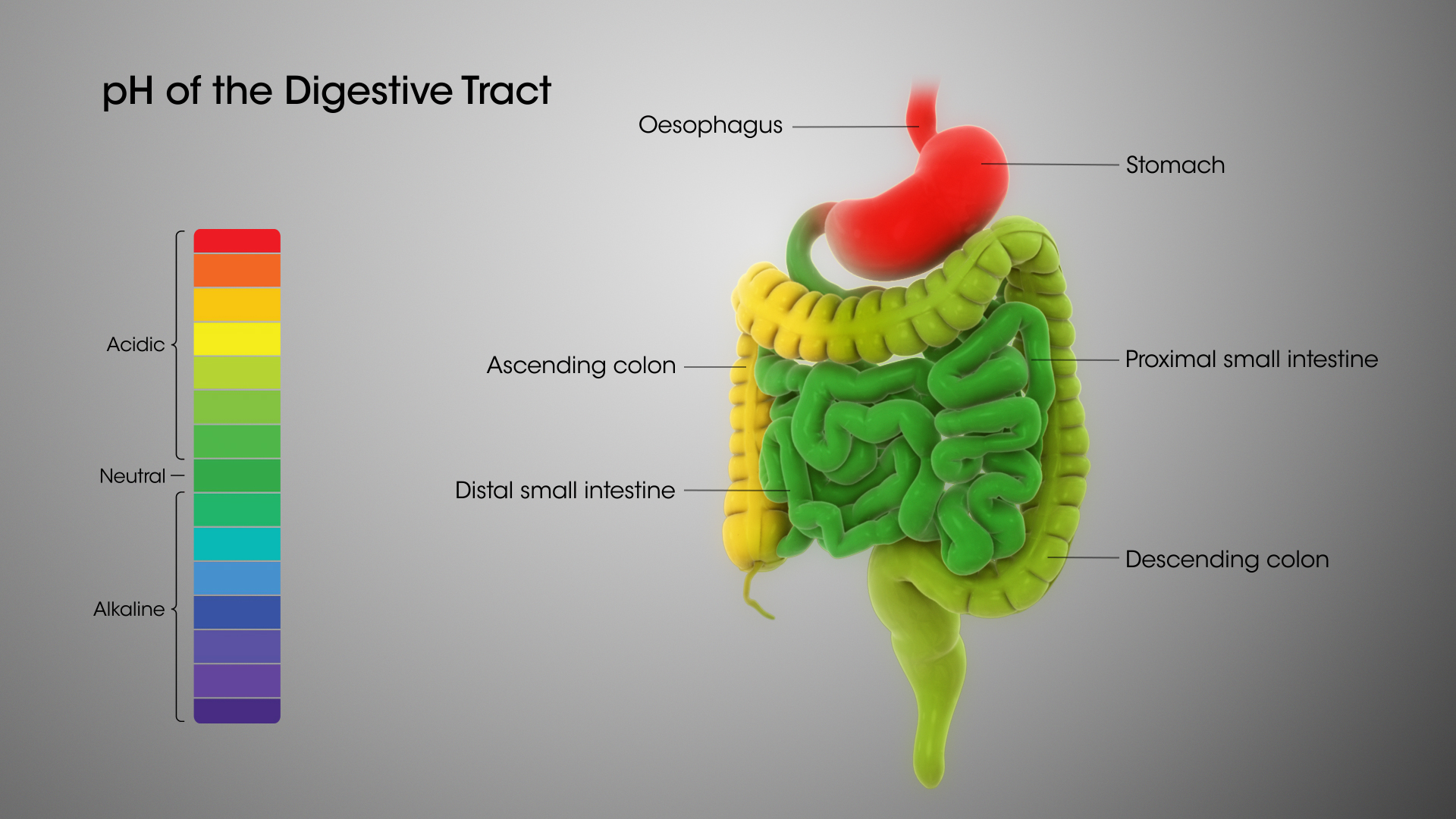 Digestive System Role Of Stomach And Small Intestine