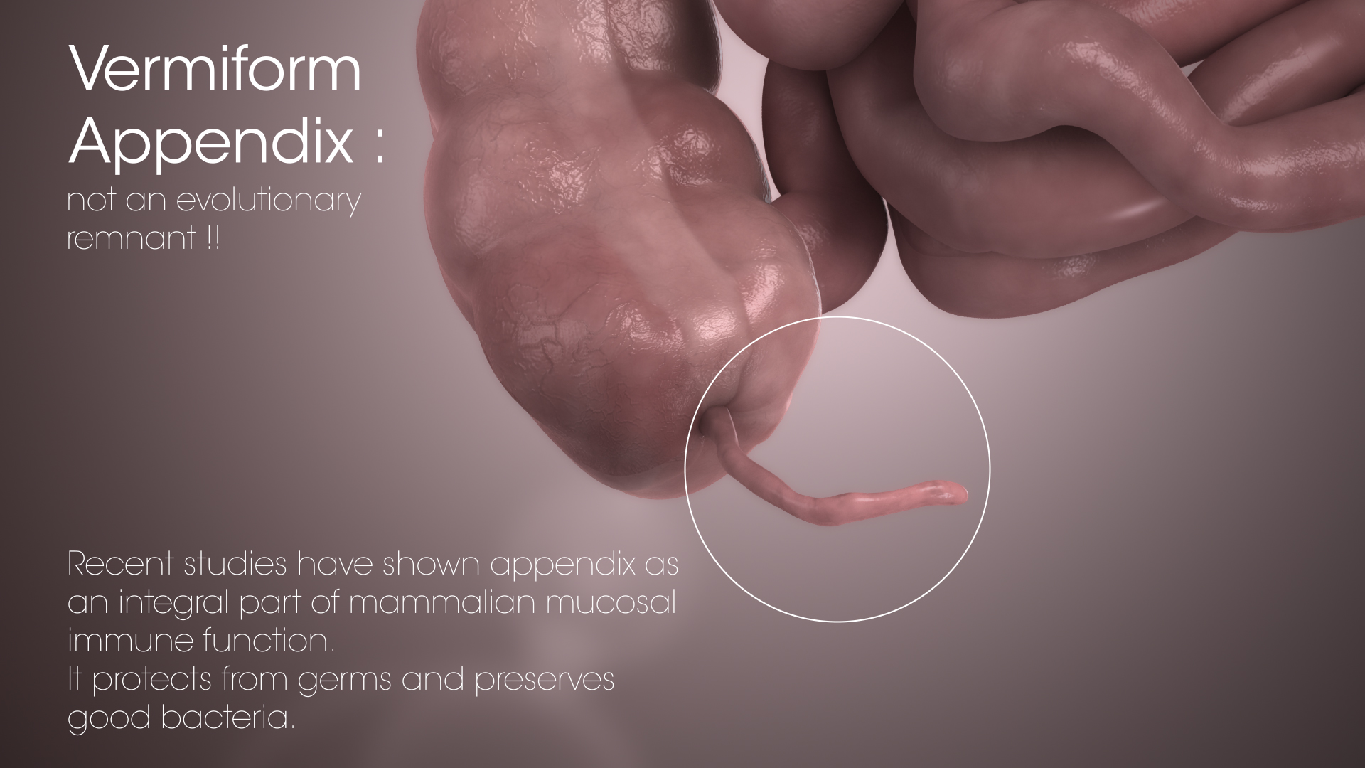 Vermiform Appendix 