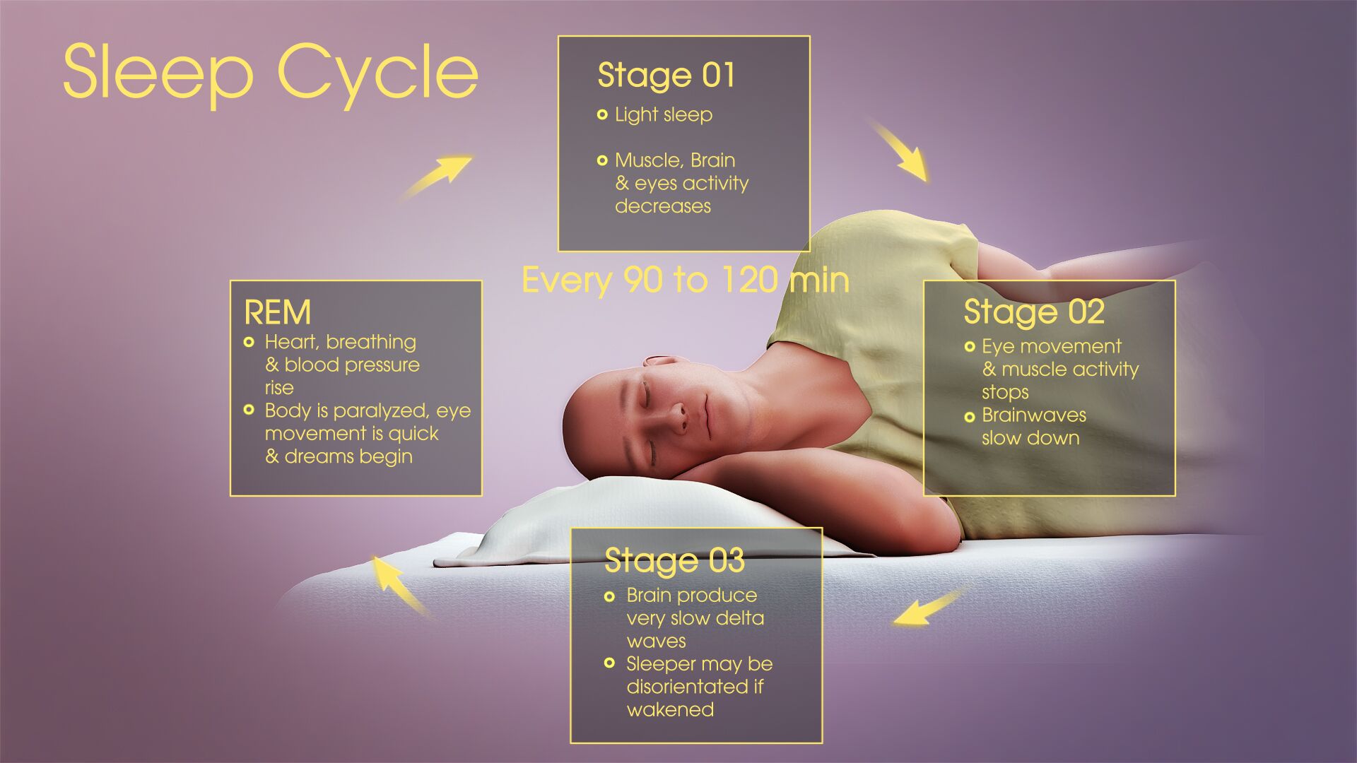 Stages of Sleep - Introduction to Psychology