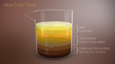 Urine Color Chart - Scientific Animations