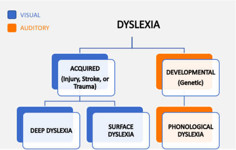 Types Of Dyslexia - Scientific Animations