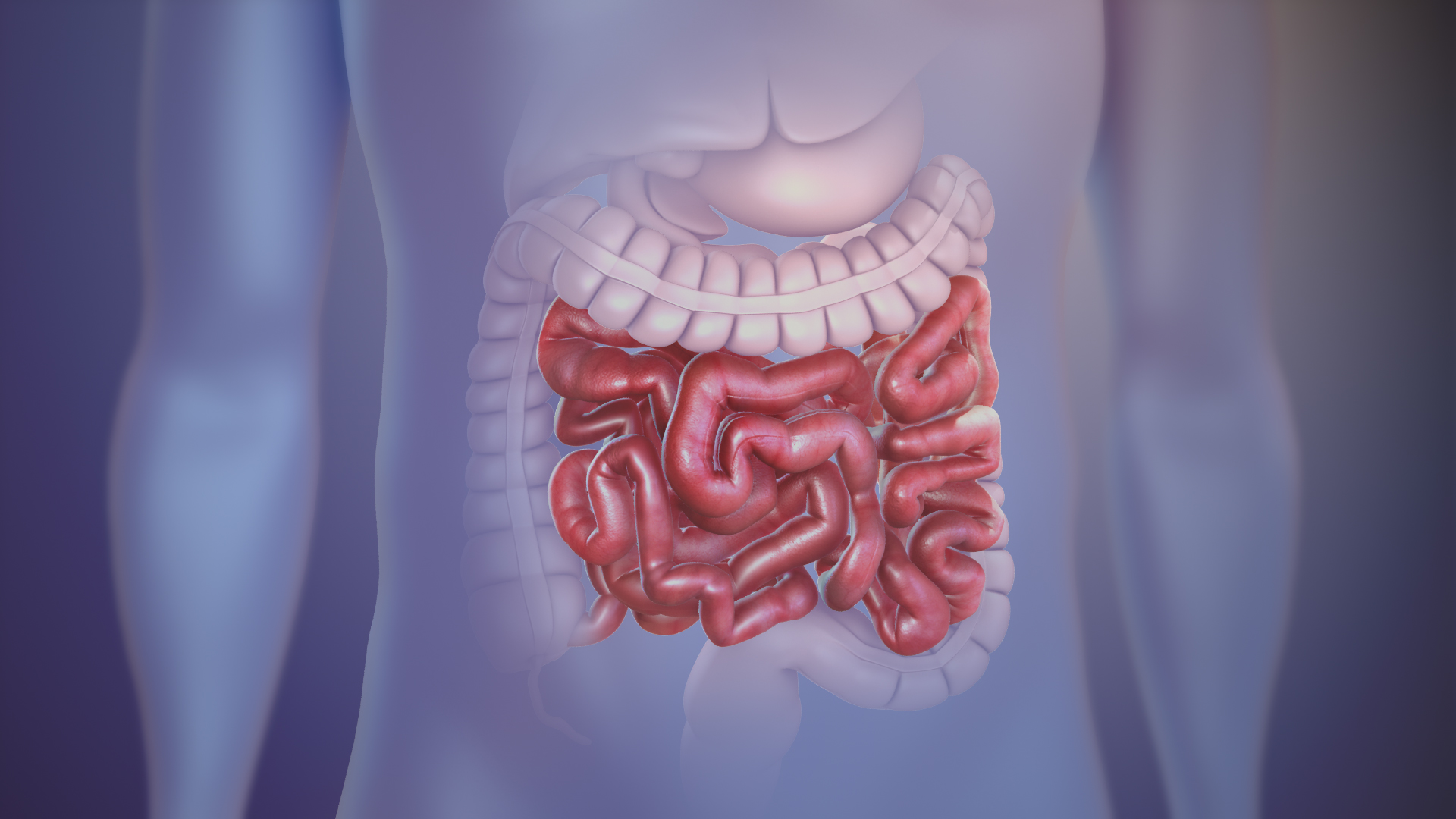 Small Intestine Functions And Disorders Scientific Animations