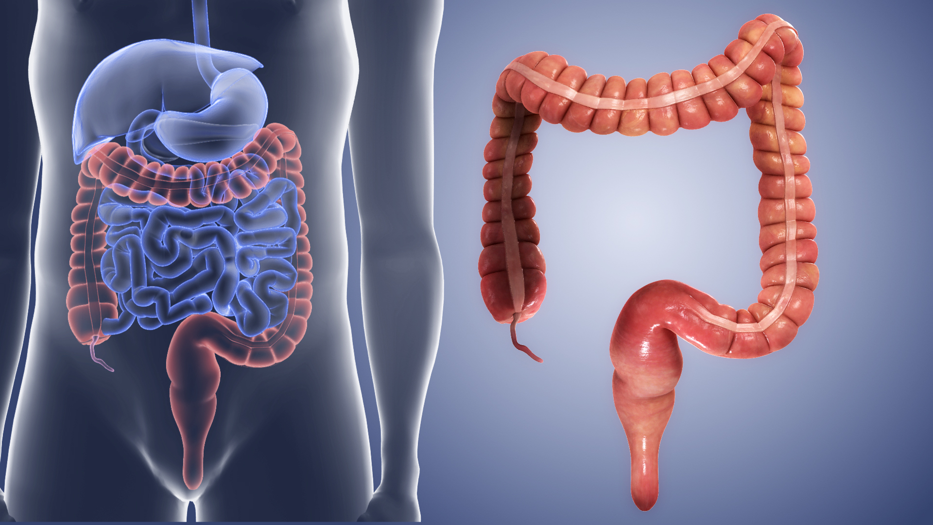 The Large Intestine Complete Anatomy - vrogue.co