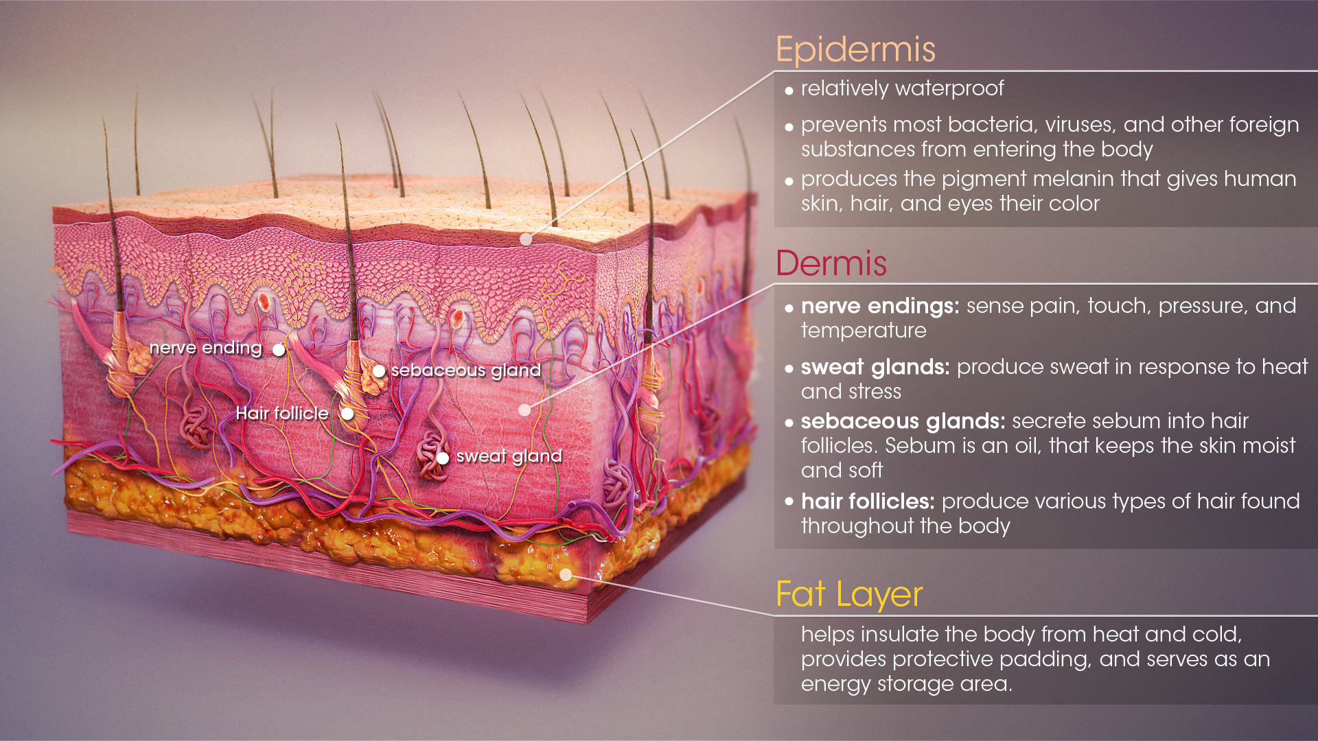 parts of the human skin and their functions