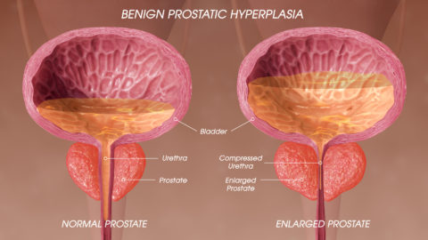 Image Gallery - Scientific Animations